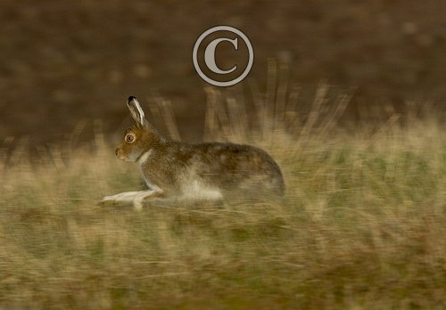 Mountain or Blue Hare in Summer Coat DM0751
